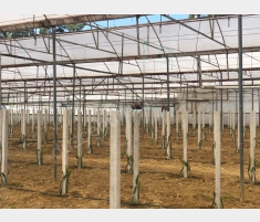 ANTALYA AKSU MURTUNADA SATILIK 3400 M2 EJDER MEYVE... ANTALYA AKSU MURTUNADA SATILIK 3400 M2 EJDER MEYVE...