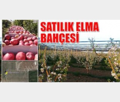 ISPARTA YALVAÇ İLEĞİ KÖYÜNDE SATILIK 15800 M2 ELMA... ISPARTA YALVAÇ İLEĞİ KÖYÜNDE SATILIK 15800 M2 ELMA...